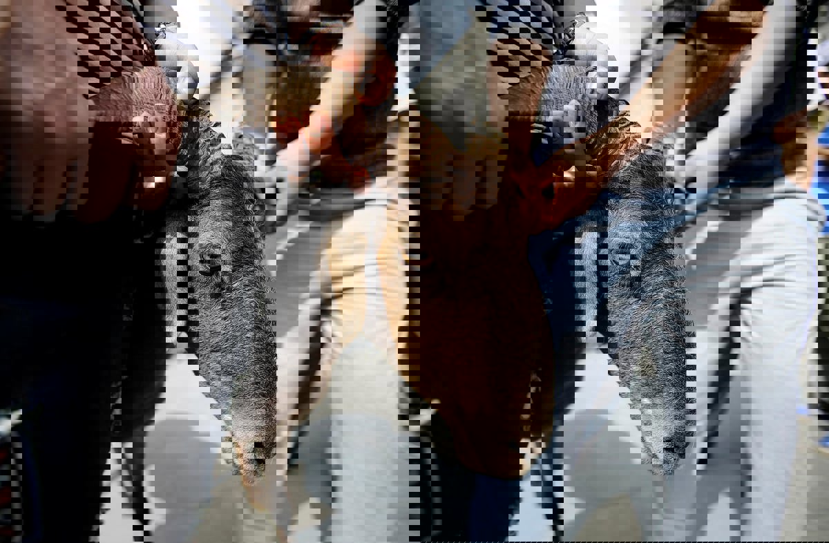 دولة تسجل 16 ألف إصابة بسبب ذبح الأضاحي