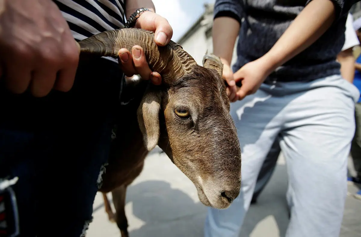 دولة تسجل 16 ألف إصابة بسبب ذبح الأضاحي