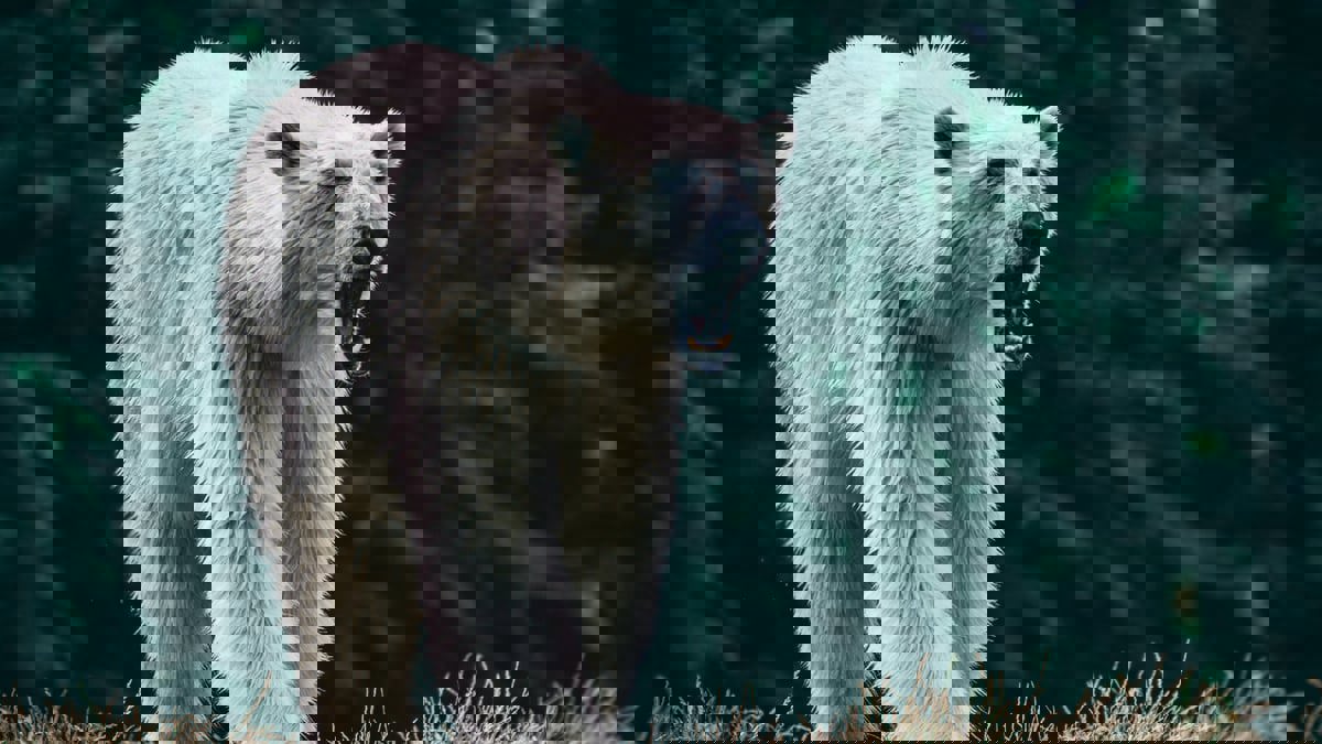 دب قطبي يقتل أما وطفلها أمام مدرسة في ولاية ألاسكا 