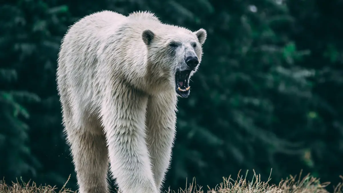 دب قطبي يقتل أما وطفلها أمام مدرسة في ولاية ألاسكا 