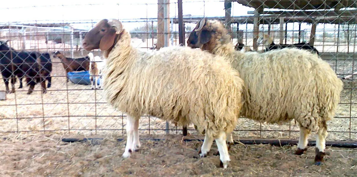 "فلنضحِ في عام آخر".. لسان حال لبنانيين قبيل العيد