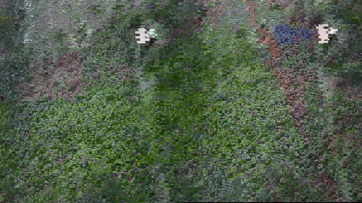 تقرير: محاصيل الكوكايين تحطم الأرقام القياسية في كولومبيا 

