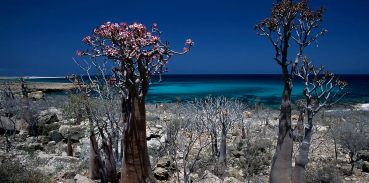 بالصور..  جزيرة سقطرى اليمنية من أكثر الأماكن غرابة على وجه الأرض