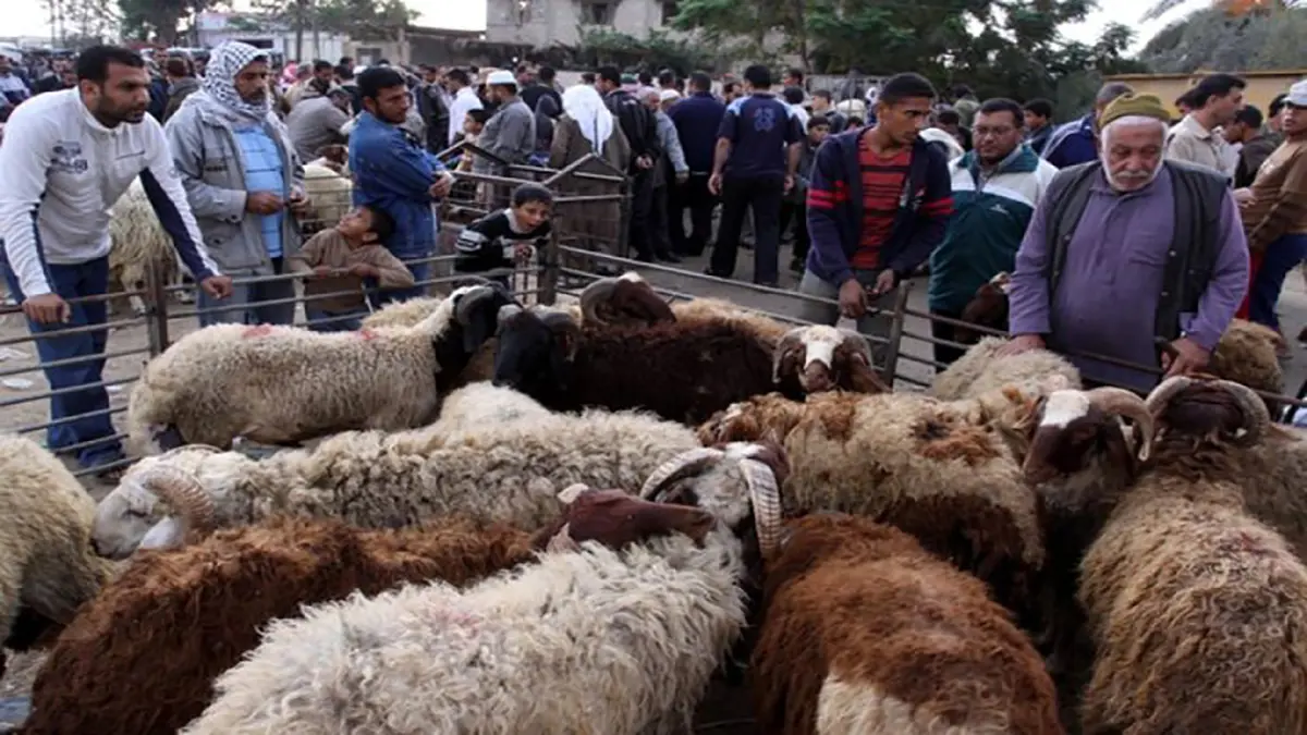 الأضحية.. أمنية عزيزة في غزة لضيق ذات اليد بسبب الحصار