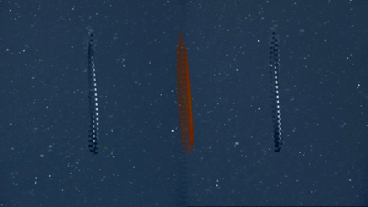 رصد نوع نادر جدًا من أسماك التنين البرونزية المتلألئة في "منطقة الشفق"