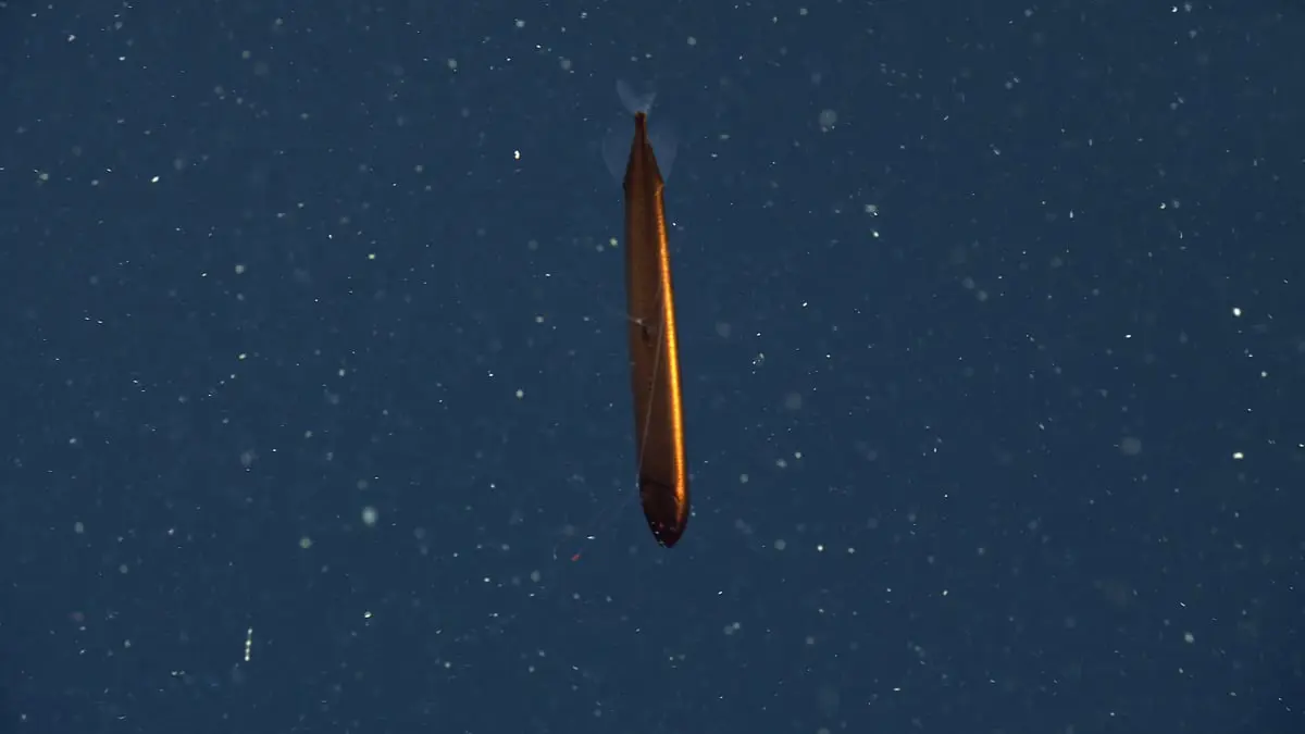 رصد نوع نادر جدًا من أسماك التنين البرونزية المتلألئة في "منطقة الشفق"