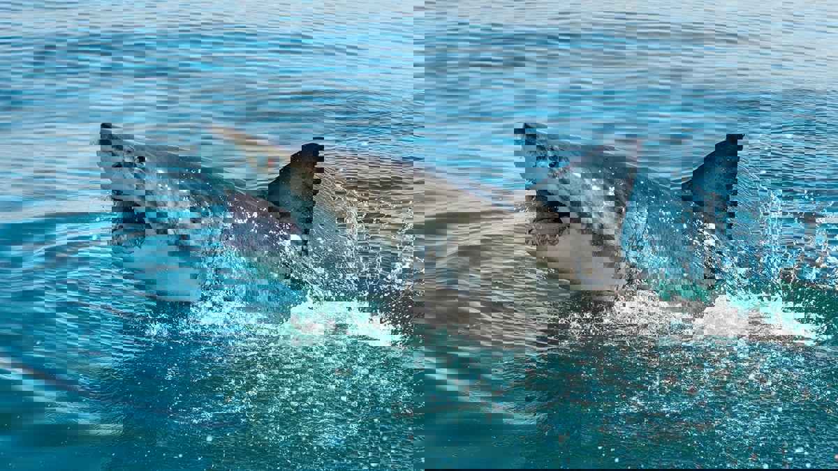 أثارت الرعب في الساحل الشمالي.. سمكة قرش تلتهم ذراع غواص مصري