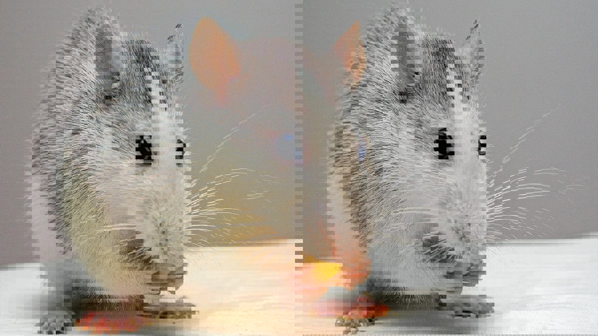 السعودية.. تعليقات غاضبة بعد تداول فيديو يظهر فأرًا يلهو فوق سيخ شاورما