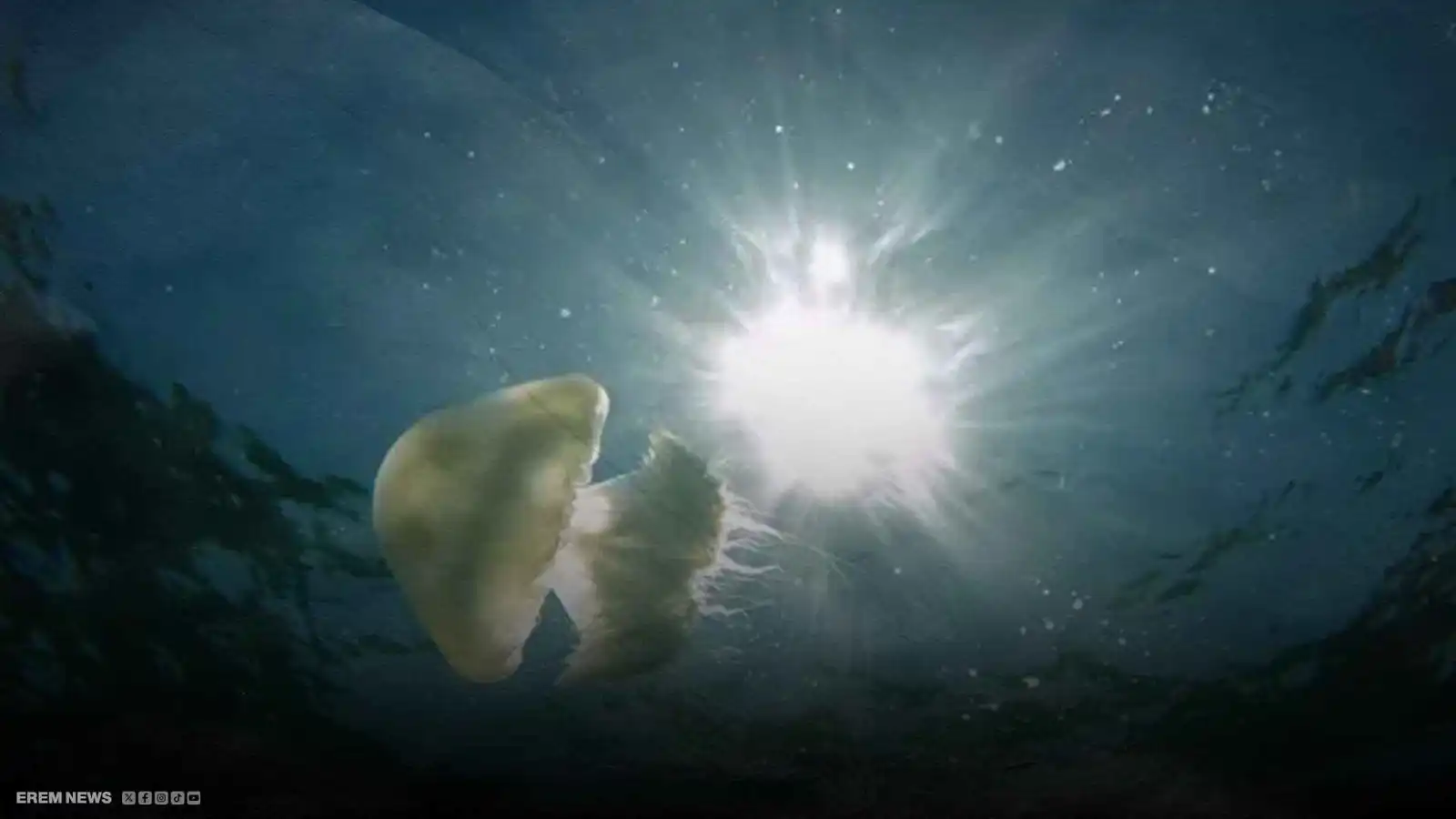 غزو قناديل البحر يشلّ أكبر محطة نووية في فرنسا