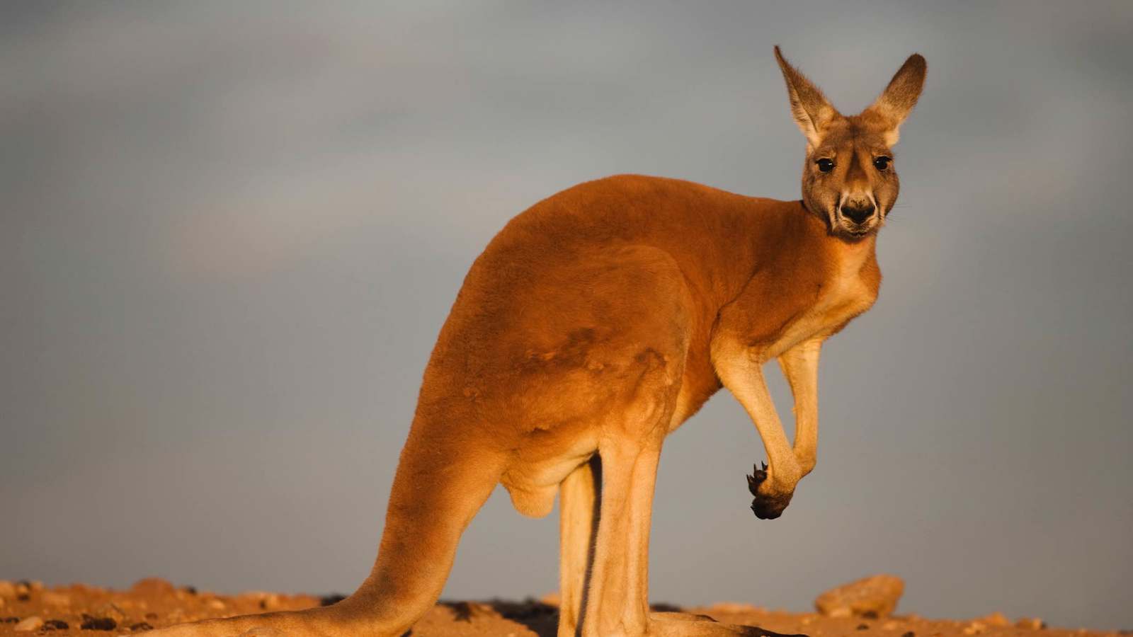 كنغر "هائج" يهاجم رجلا ويحاول إغراقه بالفيضانات