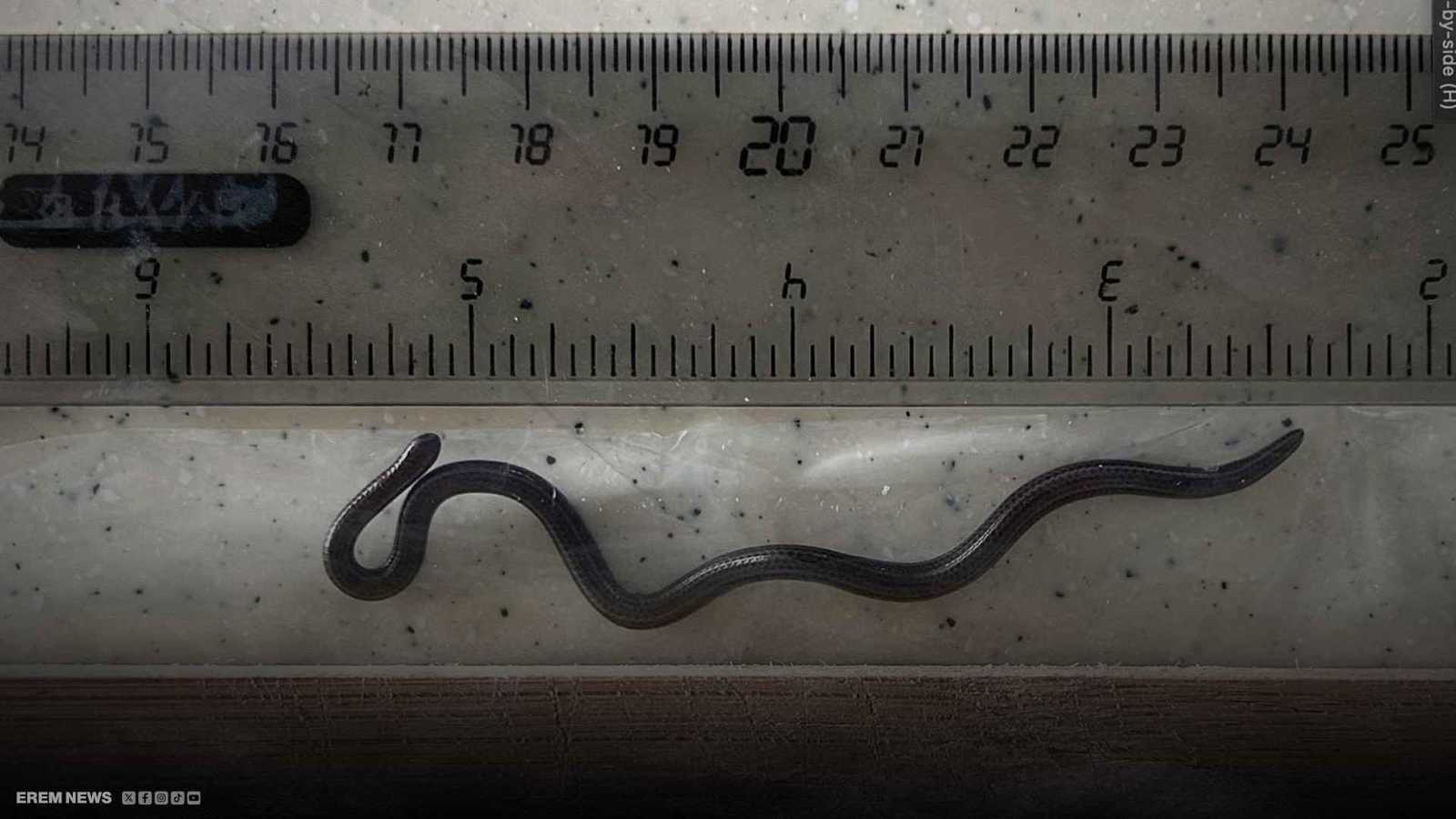 بعد اختفائها لعقدين..أصغر أفعى في العالم تظهر مجددًا