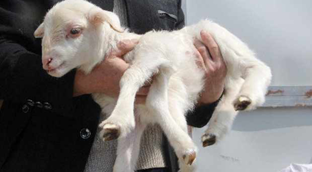 ولادة عنزة بـ6 أرجل كالعنكبوت