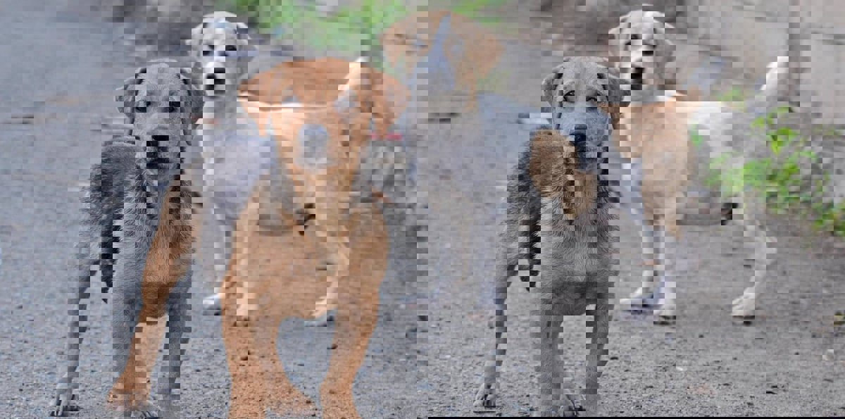 "جلد كلب" يثير شبهات حول وجبات مطعم بالسعودية (صورة)