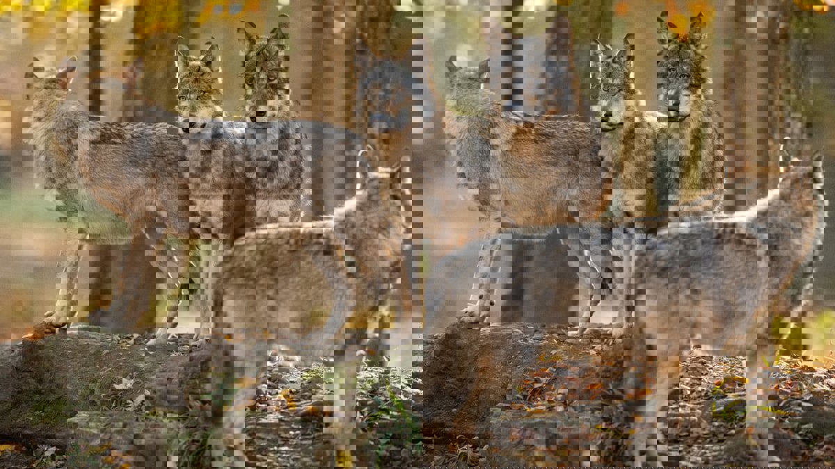 دراسة: الذئاب تظهر قدرة على التمييز بين الأصوات البشرية 