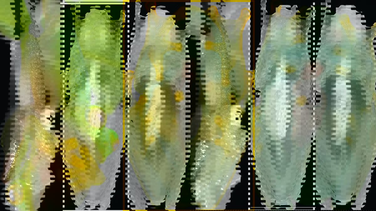 علماء يكتشفون سراً في الضفادع يمهد لعلاجات أمراض الدم
