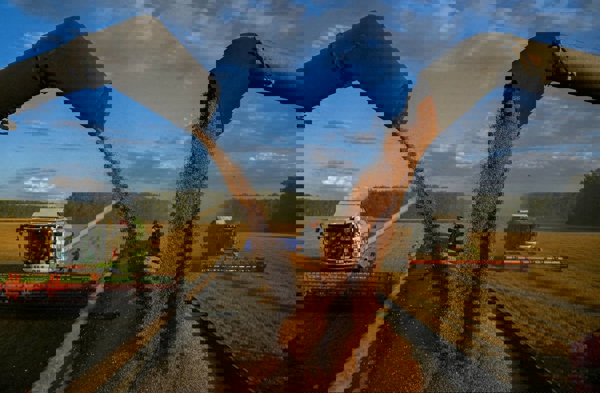 القمح الروسي "المجاني" يثير أزمة في عدة دول أفريقية