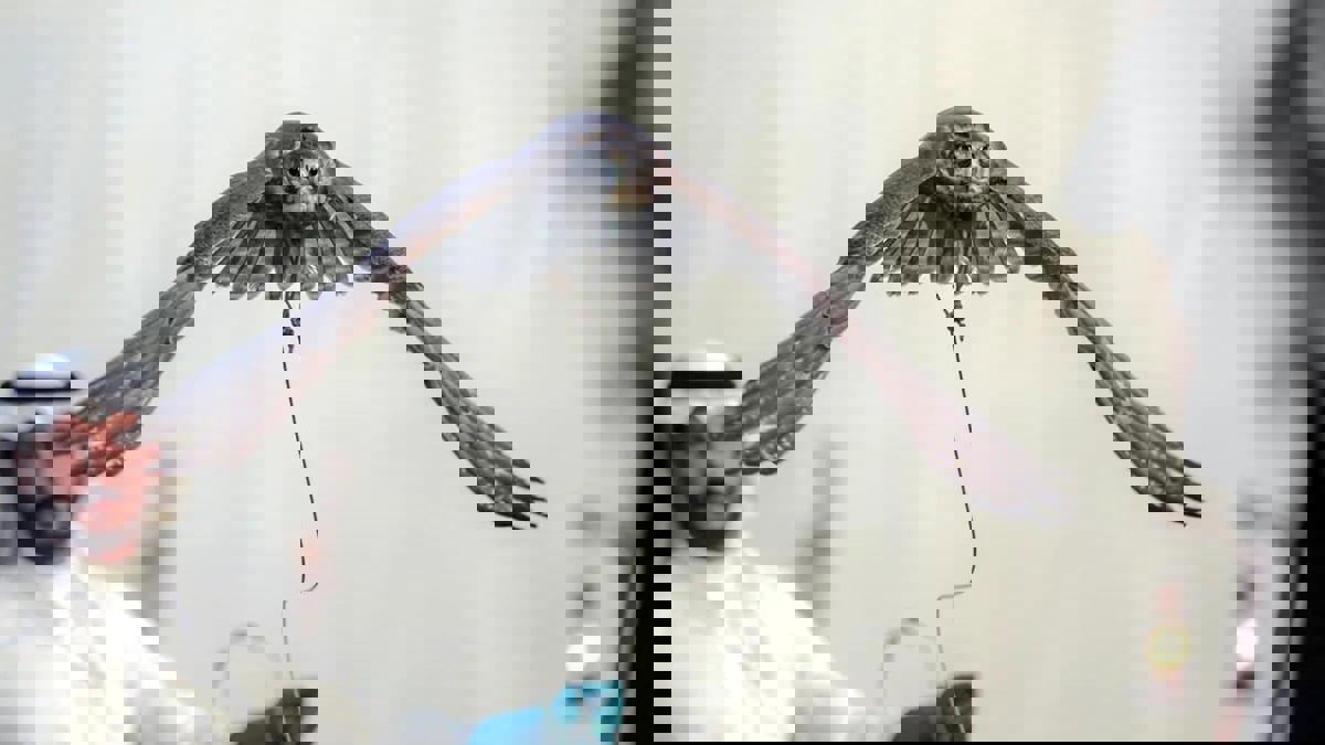 السعودية.. فراخ صقور نادرة تبصر النور في تجربة ناجحة لتربية الطيور الجارحة (صور)