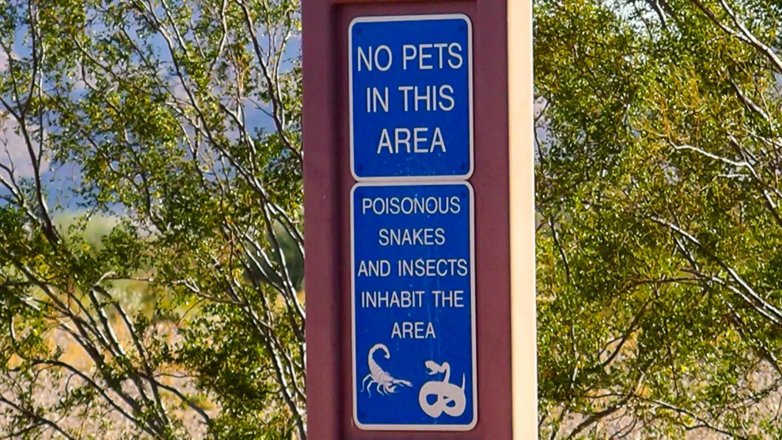 لدغات الأفاعي والعقارب تثير الذعر في المغرب