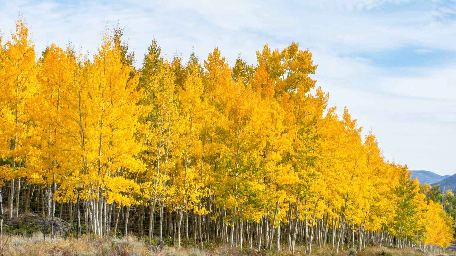 "باندو".. أضخم كائن حي في العالم يواجه خطر الزوال