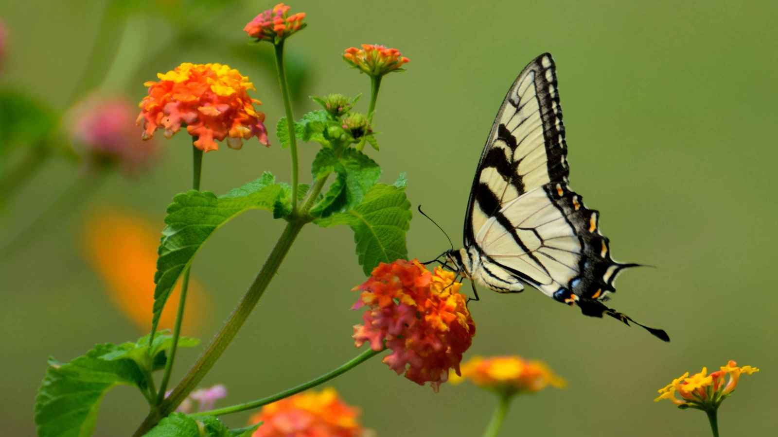 نفّذ تحدياً على الإنترنت.. مصرع مراهق حقن نفسه بفراشة ميتة