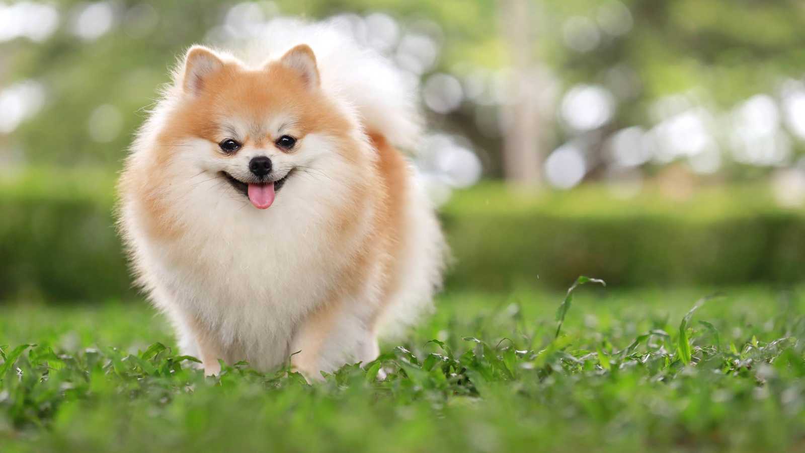 كلب صغير يطارد دبا أسود اقتحم منزلا في كندا (فيديو)