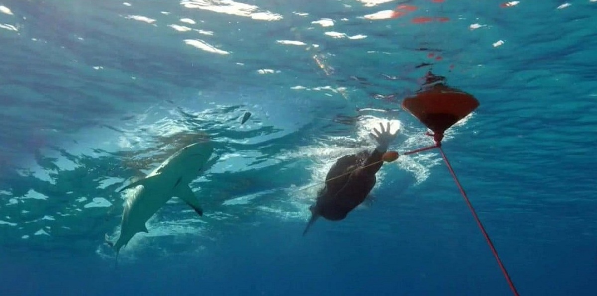 ما حقيقة القرش الذي سابقه مايكل فيلبس؟ (فيديو)