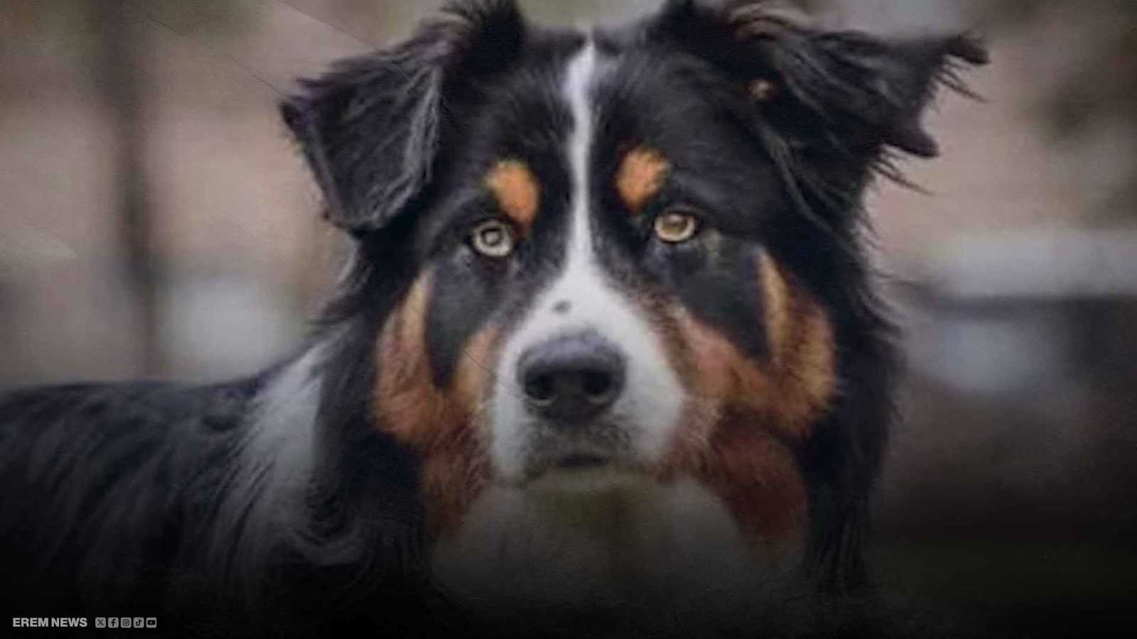 "موقف بطولي".. كلب ينقذ حياة صاحبته من اعتداء مروع