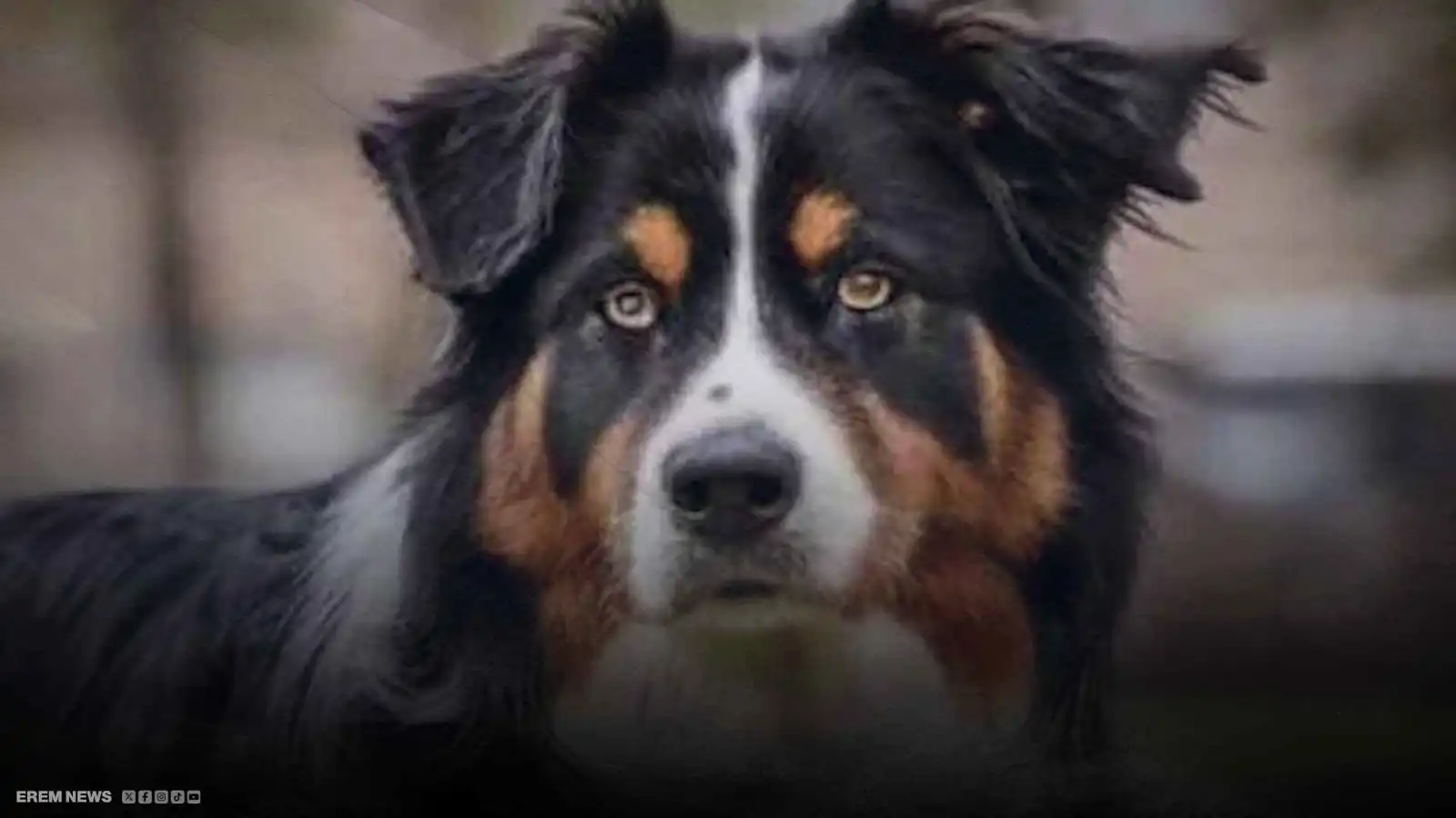 "موقف بطولي".. كلب ينقذ حياة صاحبته من اعتداء مروع