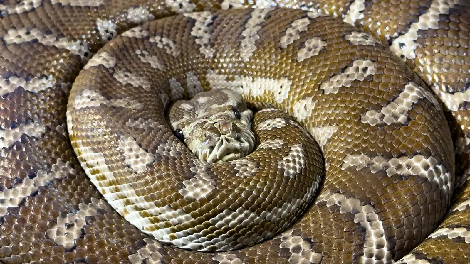 رجل يحرر قطة من قبضة أفعى ضخمة بفيديو نال ملايين المشاهدات