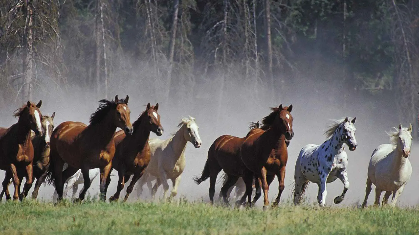 تركيا.. قطيع خيول يفر ليلا من مزرعة ويسابق السيارات (فيديو)