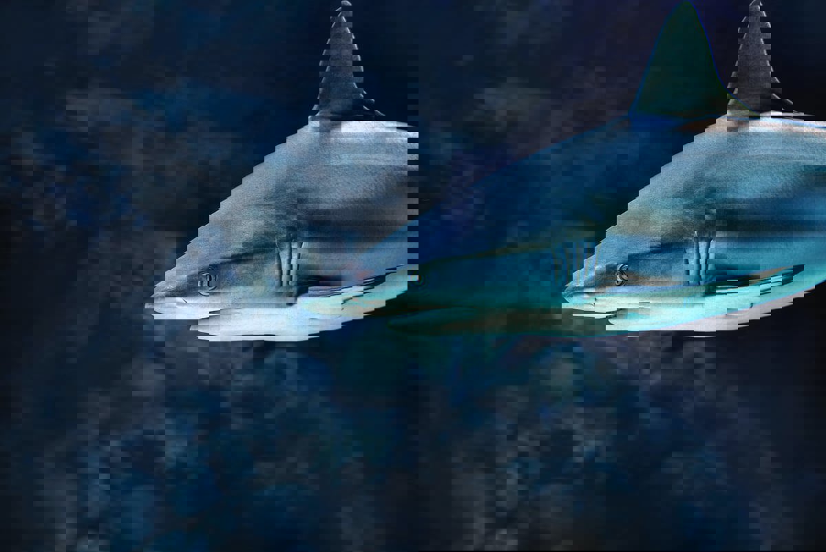 عمرها 325 عاما.. اكتشاف مقبرة لأسماك القرش