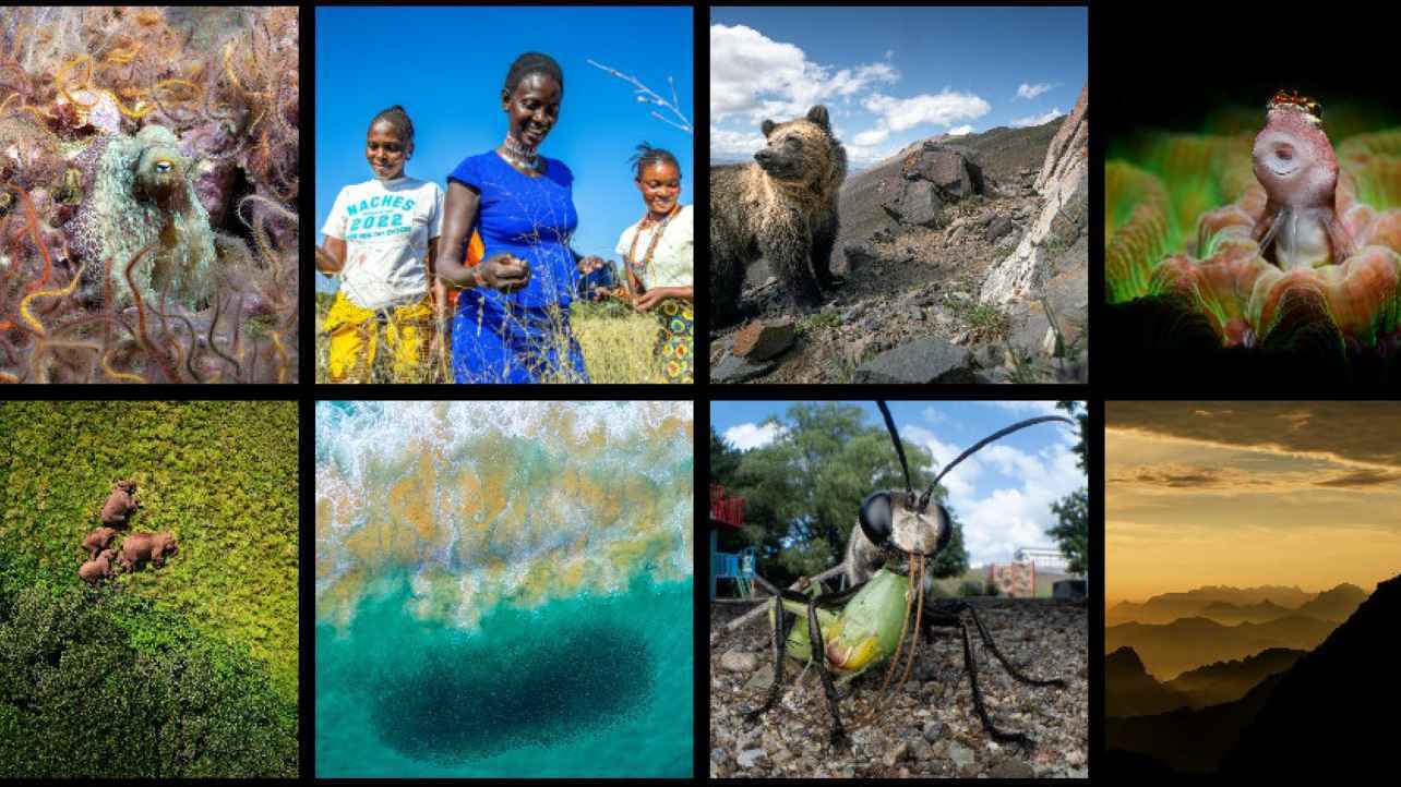 قط نادر يقود مصوراً كويتياً نحو العالمية (صور)