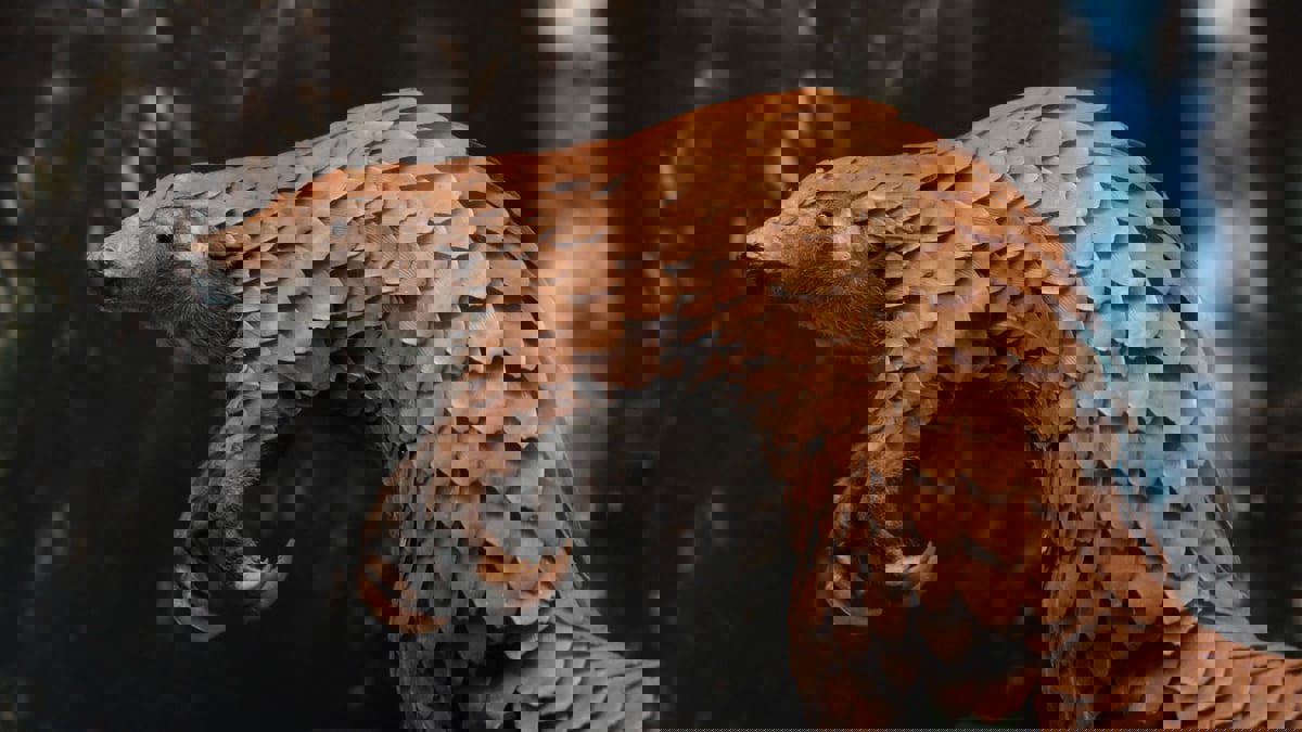 تطوير هياكل صلبة مستوحاة من الحيوانات لصناعة "الروبوتات"