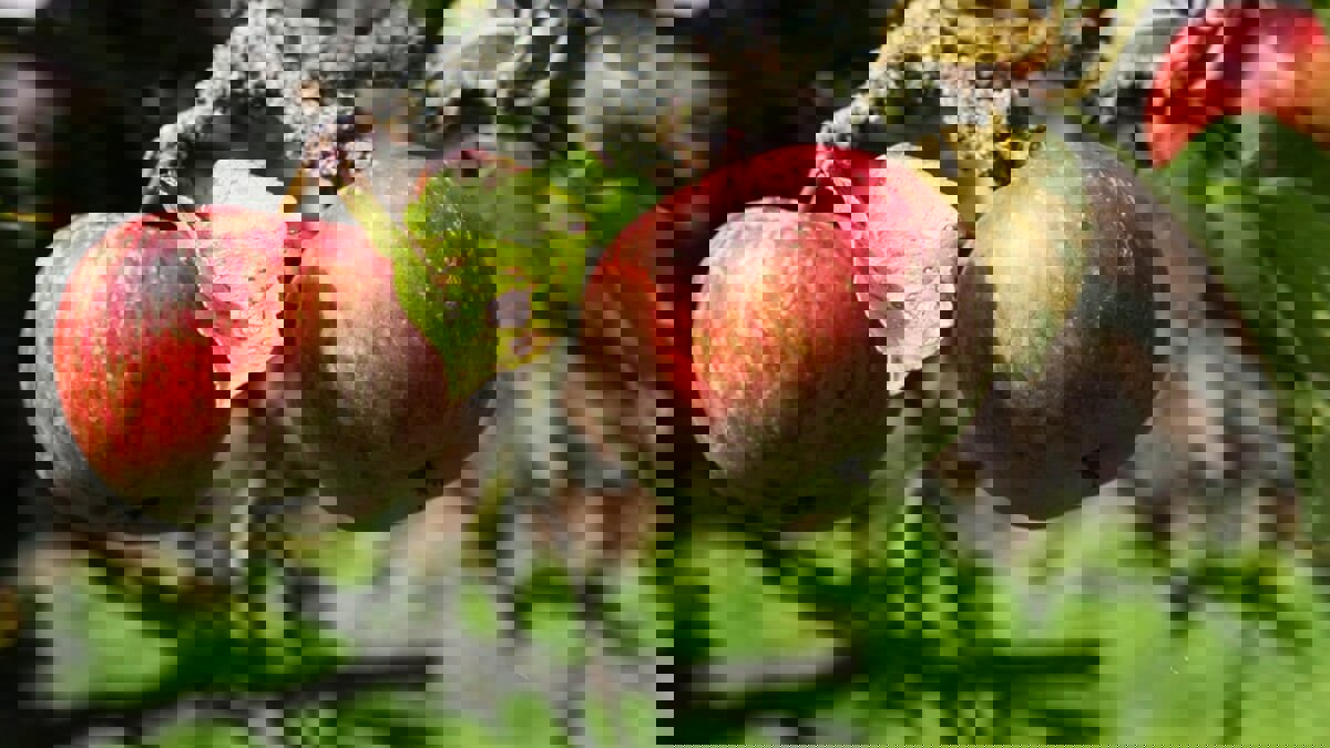 تطوير روبوت يلتقط الثمار ويشذب الأشجار