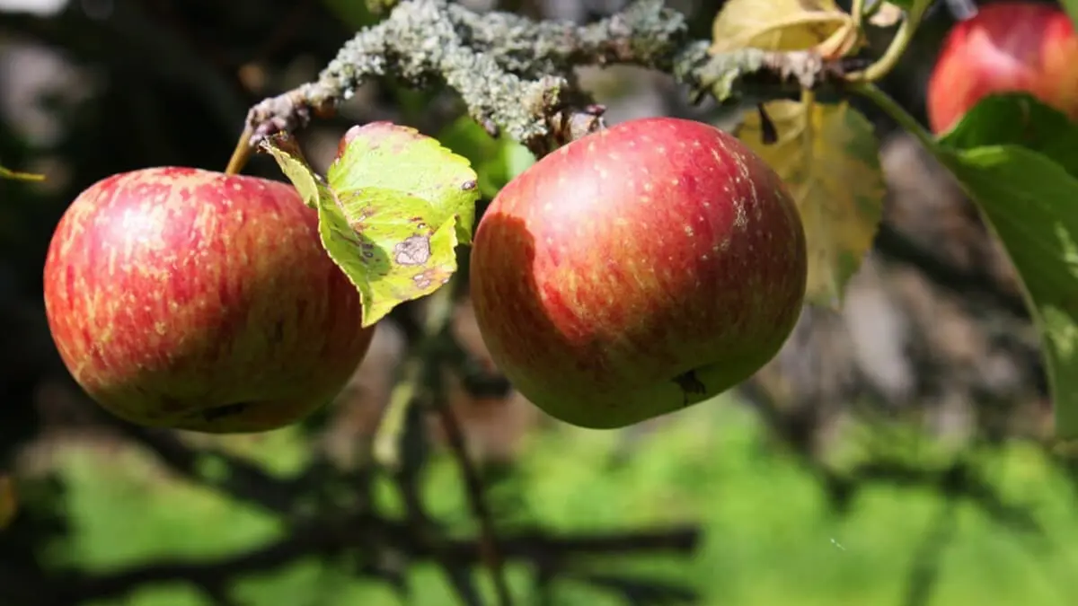 تطوير روبوت يلتقط الثمار ويشذب الأشجار