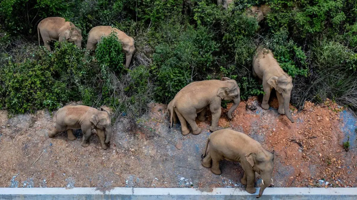 شاحنات تغلق طرقا لمنع مرور فيلة لقرى مأهولة‎ بالصين
