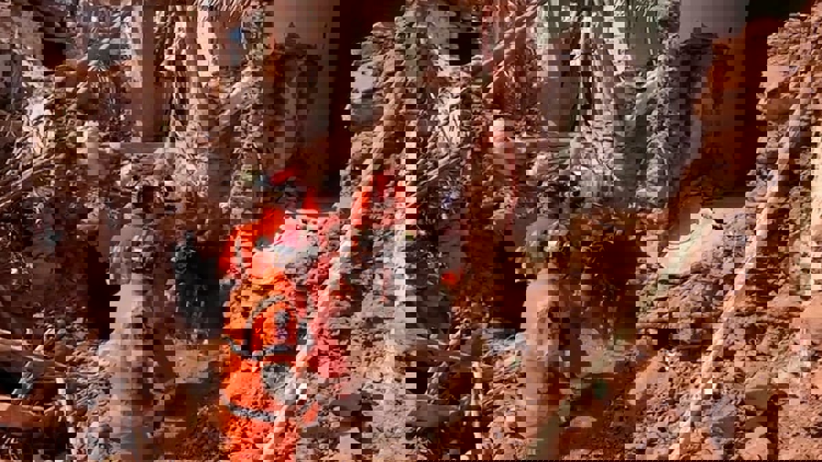 فيديو.. إنقاذ حمار علق تحت أنقاض الزلزال في المغرب 6 أيام