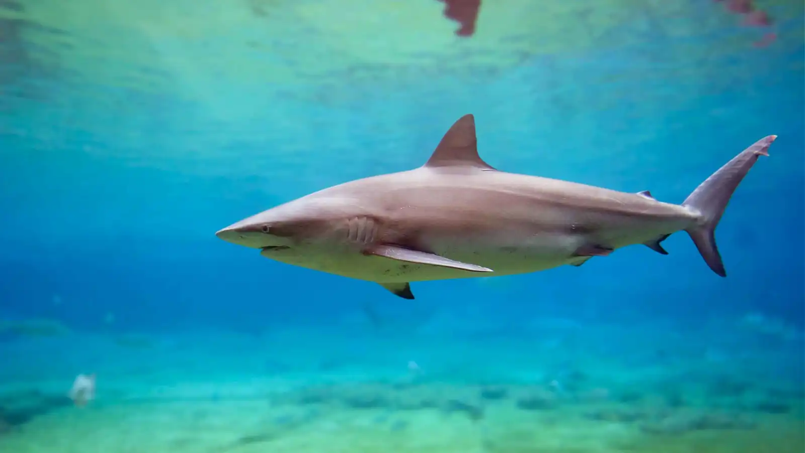 لماذا تحولت القروش الآمنة إلى قاتلة؟ العلماء يوضحون