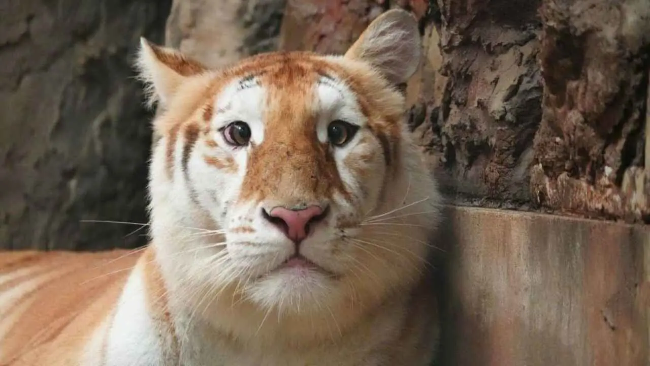 "نمرتان ذهبيتان" في حديقة حيوان تدخلان عالم النجومية (فيديو)