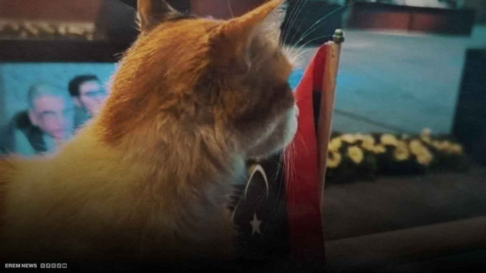 قطة في وفد رسمي ليبي.. ما قصة الصورة المثيرة للجدل؟ (فيديو إرم)