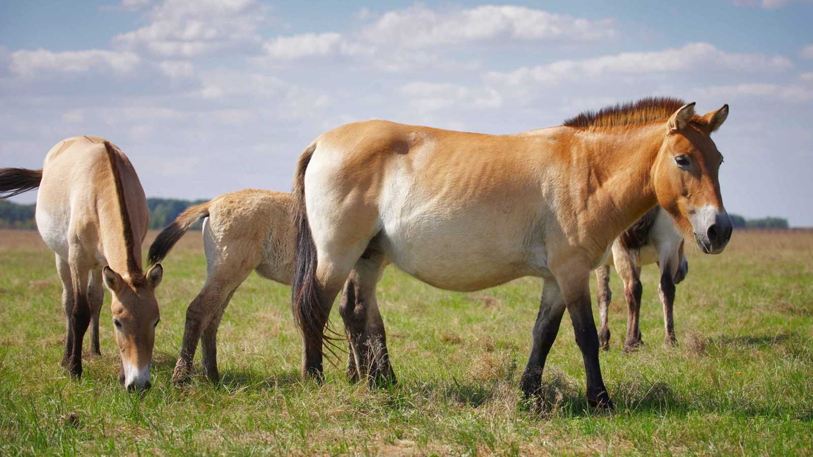 عودة خيول "بريزوالسكي" البرية بعد قرن على انقراضها