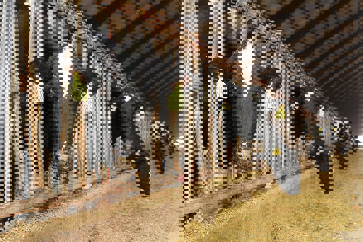 شركات ألبان عالمية تعلن تحالفًا لخفض غاز الميثان في مؤتمر "كوب28"