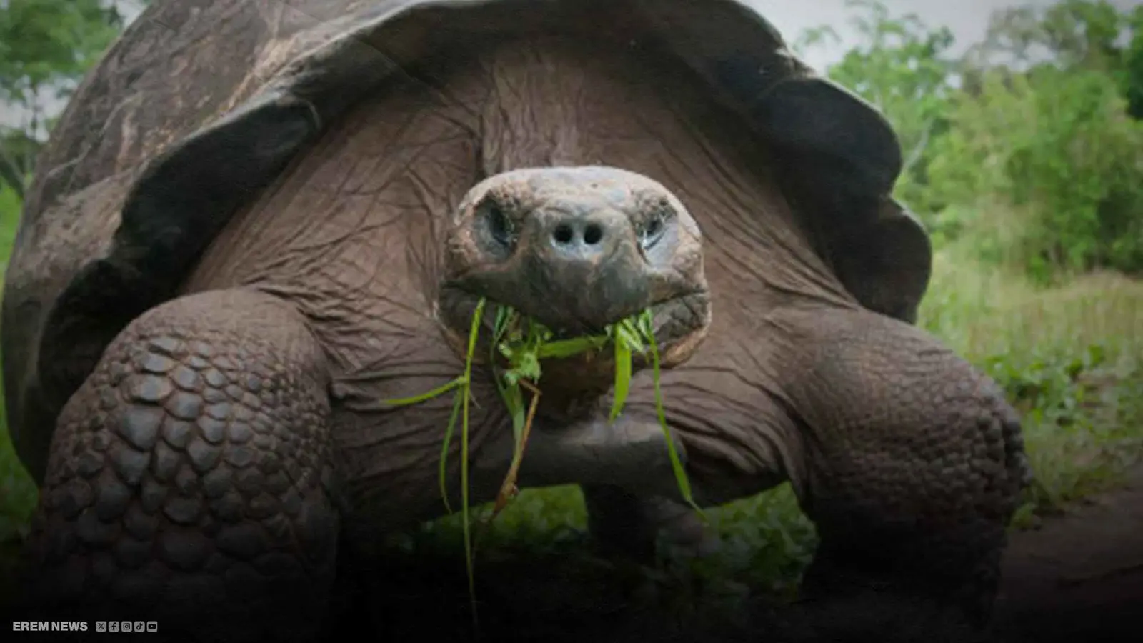 سلحفاة عملاقة تنجب لأول مرة في عمر 100 عام