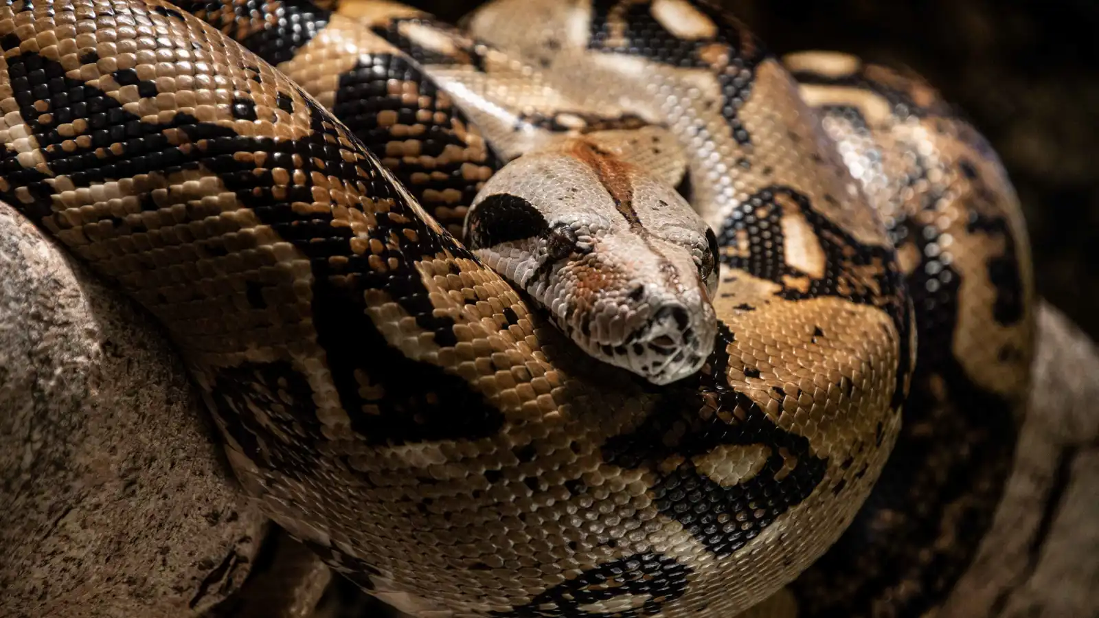 الأفاعي المعمّرة.. حقيقة أم خرافة؟ (صور)