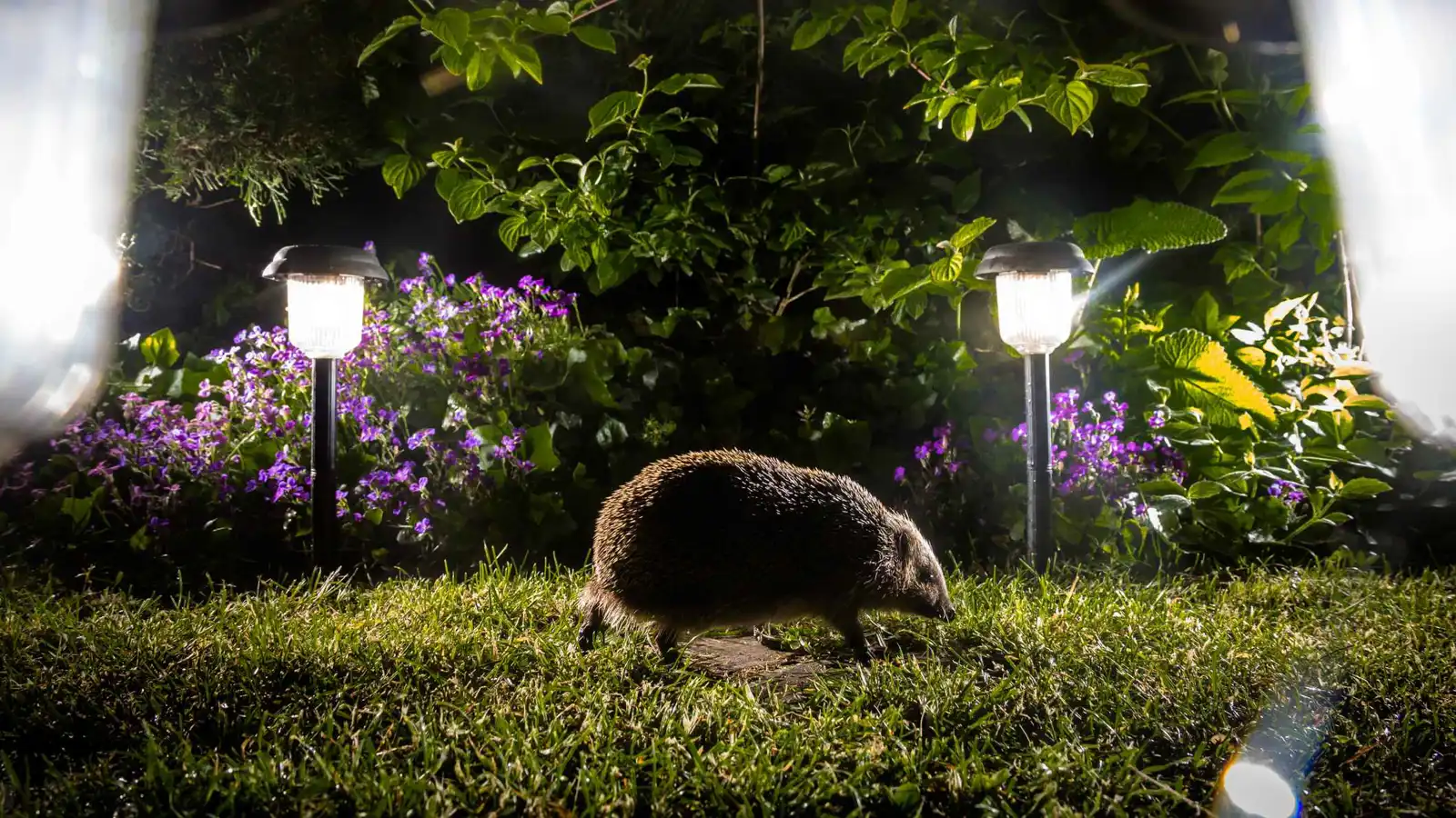 ألمانيا تتجه لمنع جزّ العشب ليلاً بسبب "القنافذ"