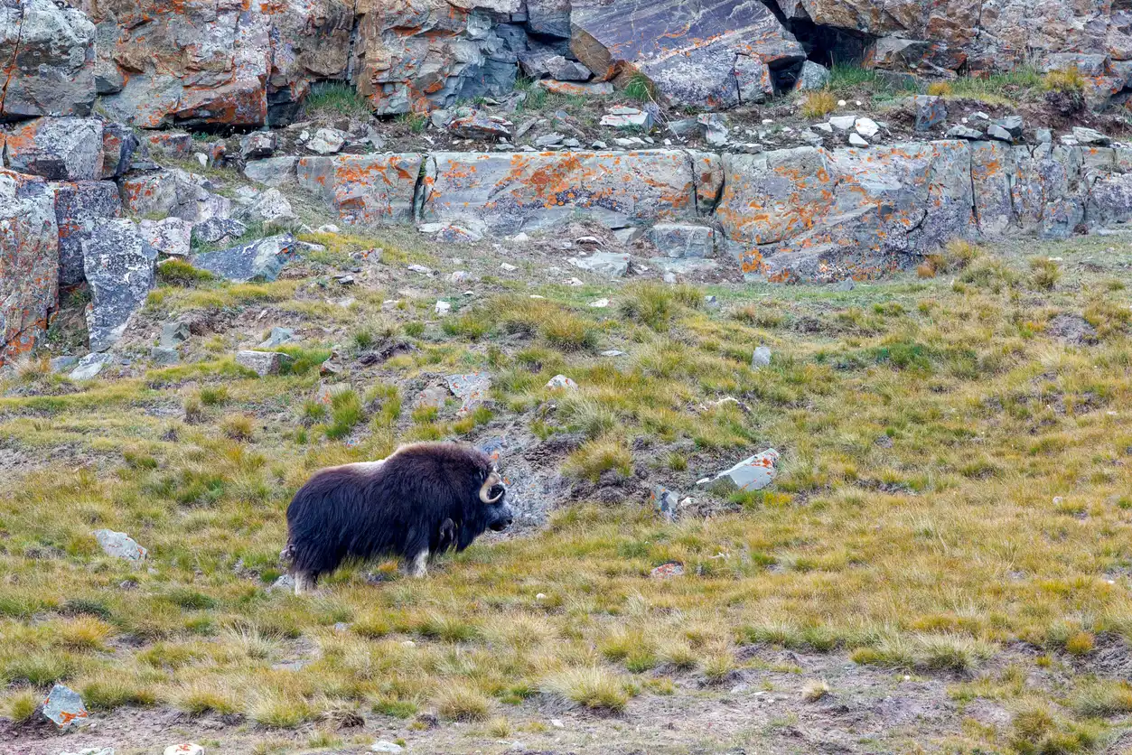غرينلاند أكبر حديقة وطنية في العالم