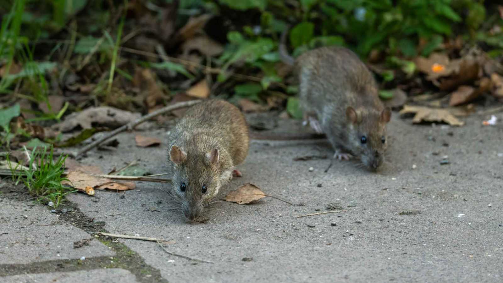 فأر عملاق يثير الدهشة في حديقة منزل بريطاني (صورة)