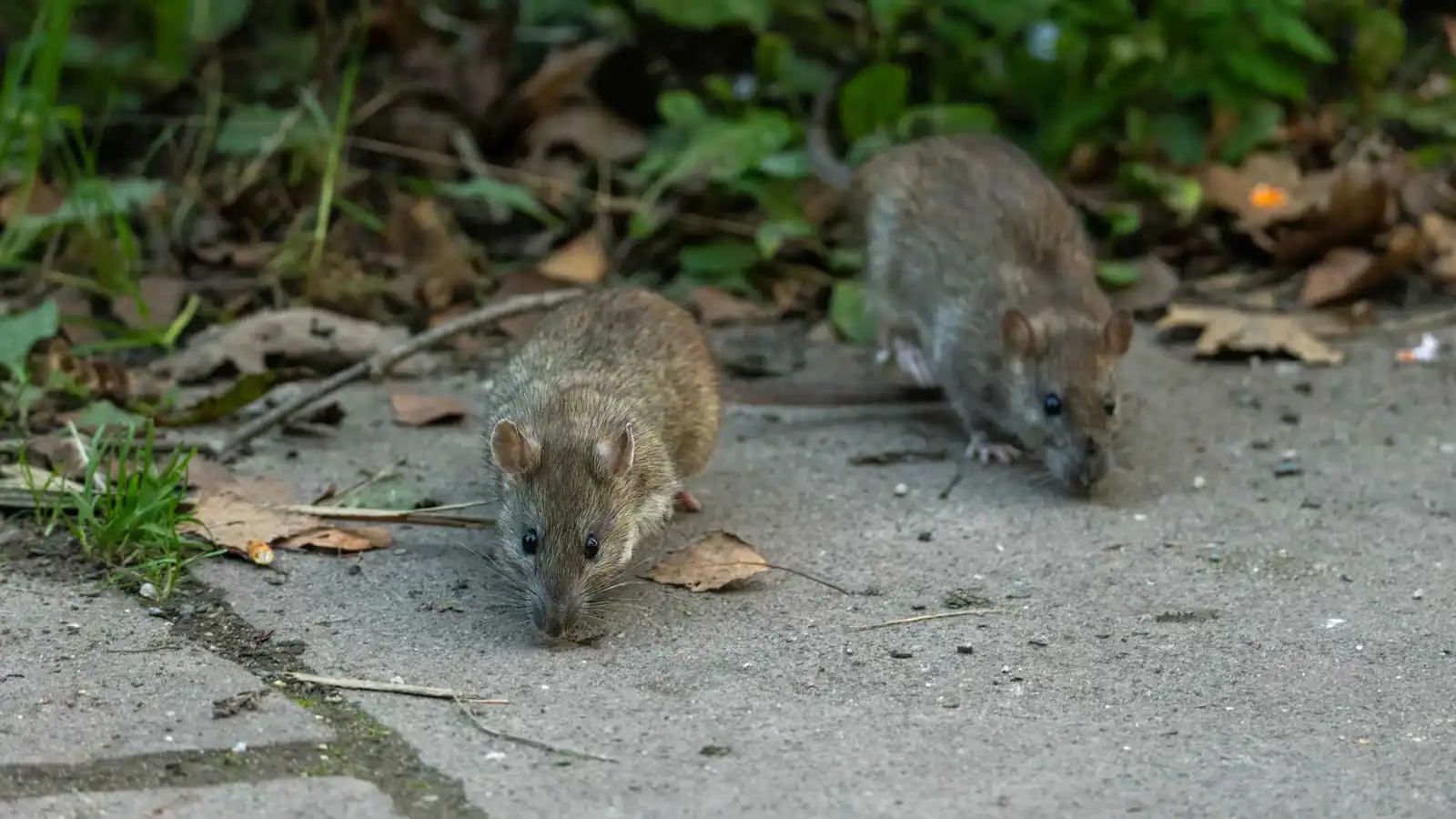 فأر عملاق يثير الدهشة في حديقة منزل بريطاني (صورة)
