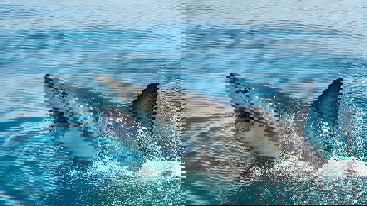 فيديو مروع لقرش يفترس سائحة أوروبية في منتجع سياحي بمصر