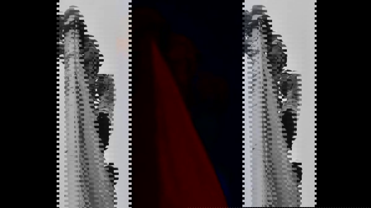 إيقاف ثلاثة آسيويين تسلقوا سارية العلم في قلعة نزوى العمانية